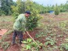 Hội viên nông dân trên địa bàn huyện Lộc Ninh sử dụng vốn vay ưu đãi phát triển kinh tế