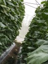Hiệu quả tích cực làm giàu từ mô hình trồng rau, dưa lưới theo chuẩn Vietgap được phát triển  và nhân rộng của Hội viên Nông dân xã Thanh Phú năm 2018.