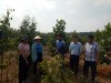 Đ/c Đào Thị Lanh – TUV, Chủ tịch Hội Nông dân tỉnh thăm mô hình NDSXG tại xã Thống Nhất - Bù Đăng