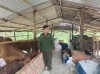 Ông Ngô Văn Ảnh - Hội viên nông dân Chi hội khu phố Trung Lợi,  thị trấn Chơn Thành bên mô hình chăn nuôi của gia đình
