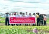 Thành viên Tổ liên kết cung ứng và tiêu thụ nông sản của Nông dân thành phố Đồng Xoài tại chương trình xuất chuyến hàng đầu tiên