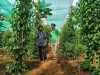 Nông dân xã Lộc Thuận phát triển mô hình phát triển kinh tế từ cây tiêu