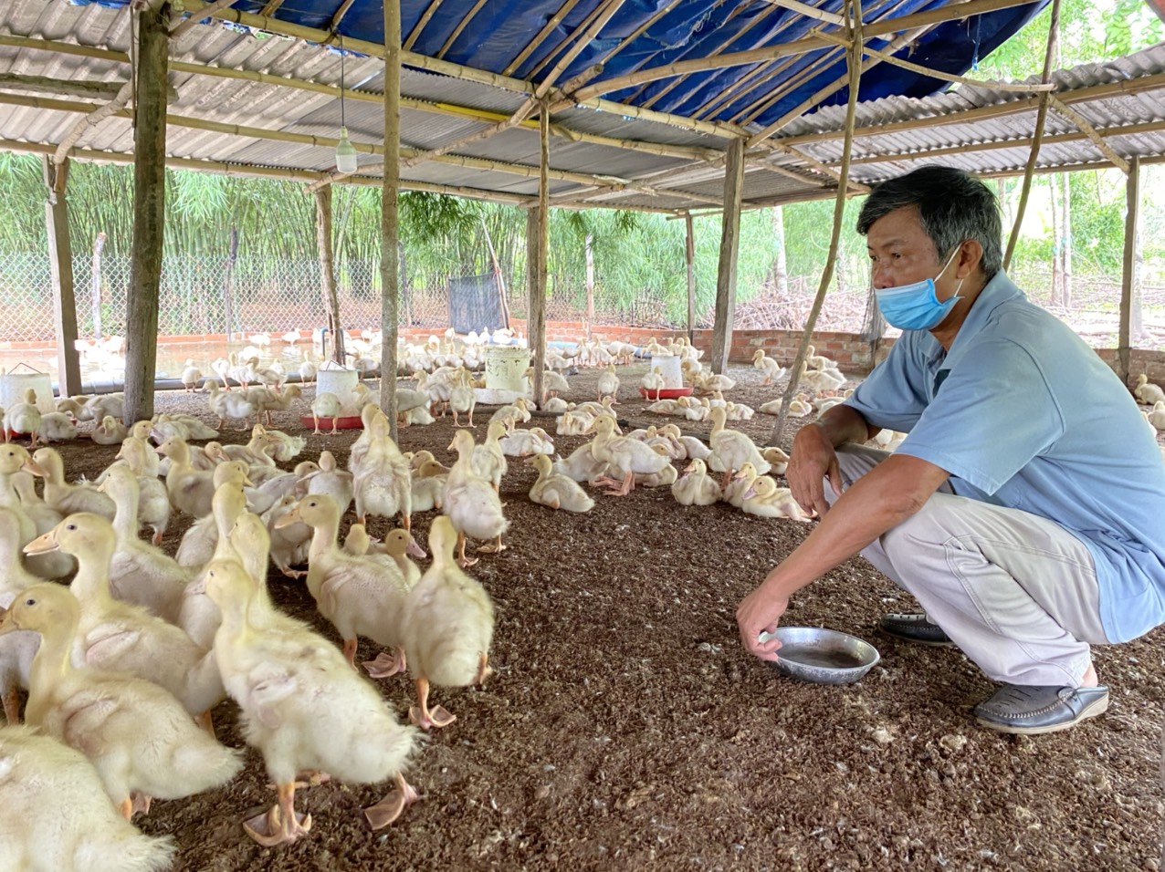 Nhờ nguồn vốn tín dụng ưu đãi, ông Cao Xuân Thao (Lộc Thái, Lộc Ninh) mạnh dạn đầu tư mở rộng chăn nuôi