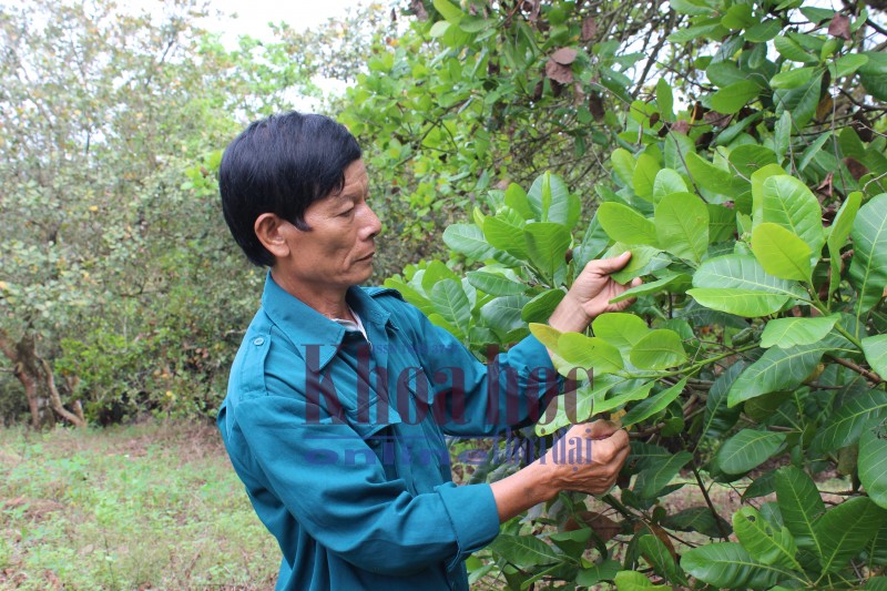 Ông Phan Viết Hùng kiểm tra tình hình sâu bệnh hại cây điều để có hướng chữa trị kịp thời