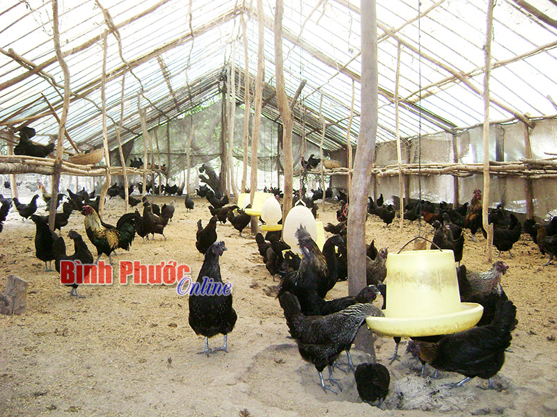 Một trại nuôi gà an toàn sinh học tại huyện Hớn Quản