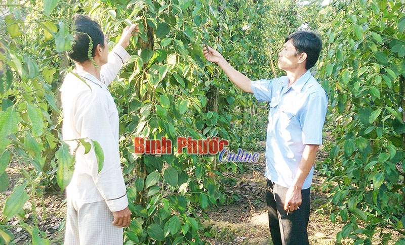 Hội Nông dân xã Tân Tiến tích cực hướng dẫn nông dân chăm sóc tiêu đúng kỹ thuật