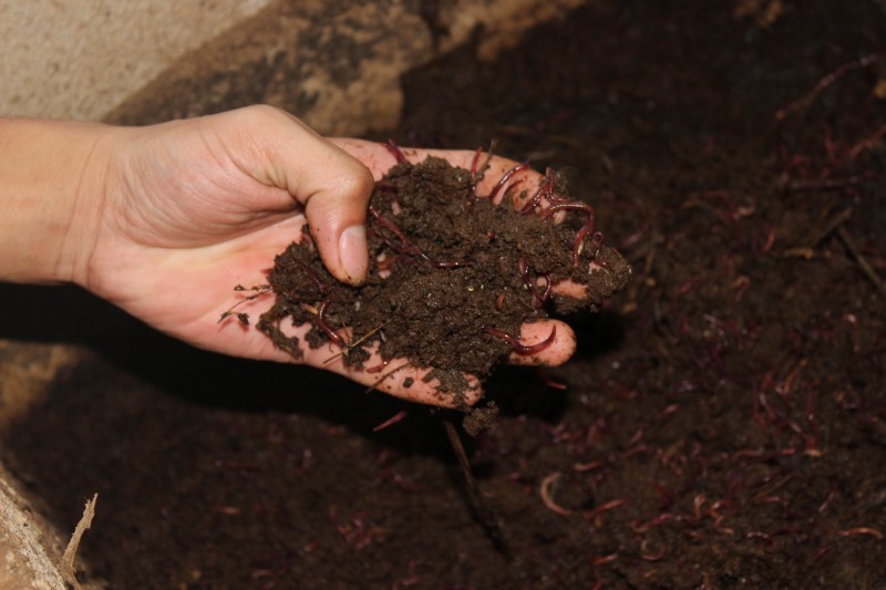 Phân trùn quế là nguồn phân bón hữu cơ rất tốt cho các loại cây trồng