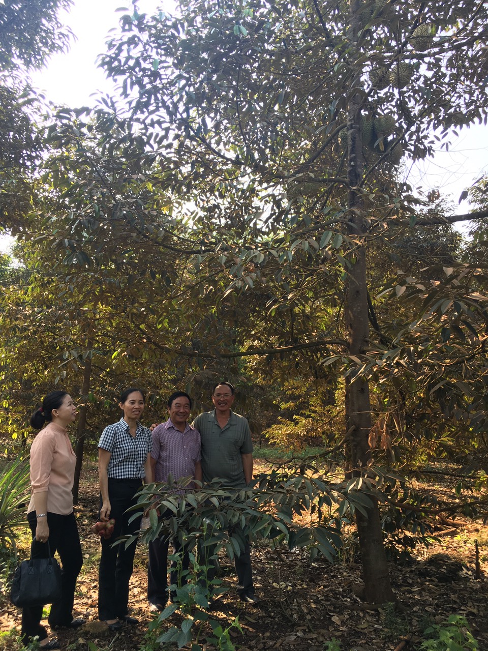 Đồng chí Trần Thị Hồng- UV. BTV Hội Nông dân tỉnh thăm vườn cây sầu riêng