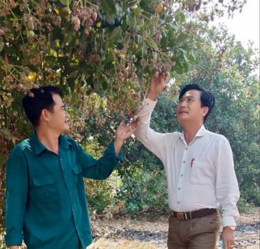 Ông Ninh Quốc Hòa – CT HND xã Bù Nho thăm vườn điều cùng nông dân