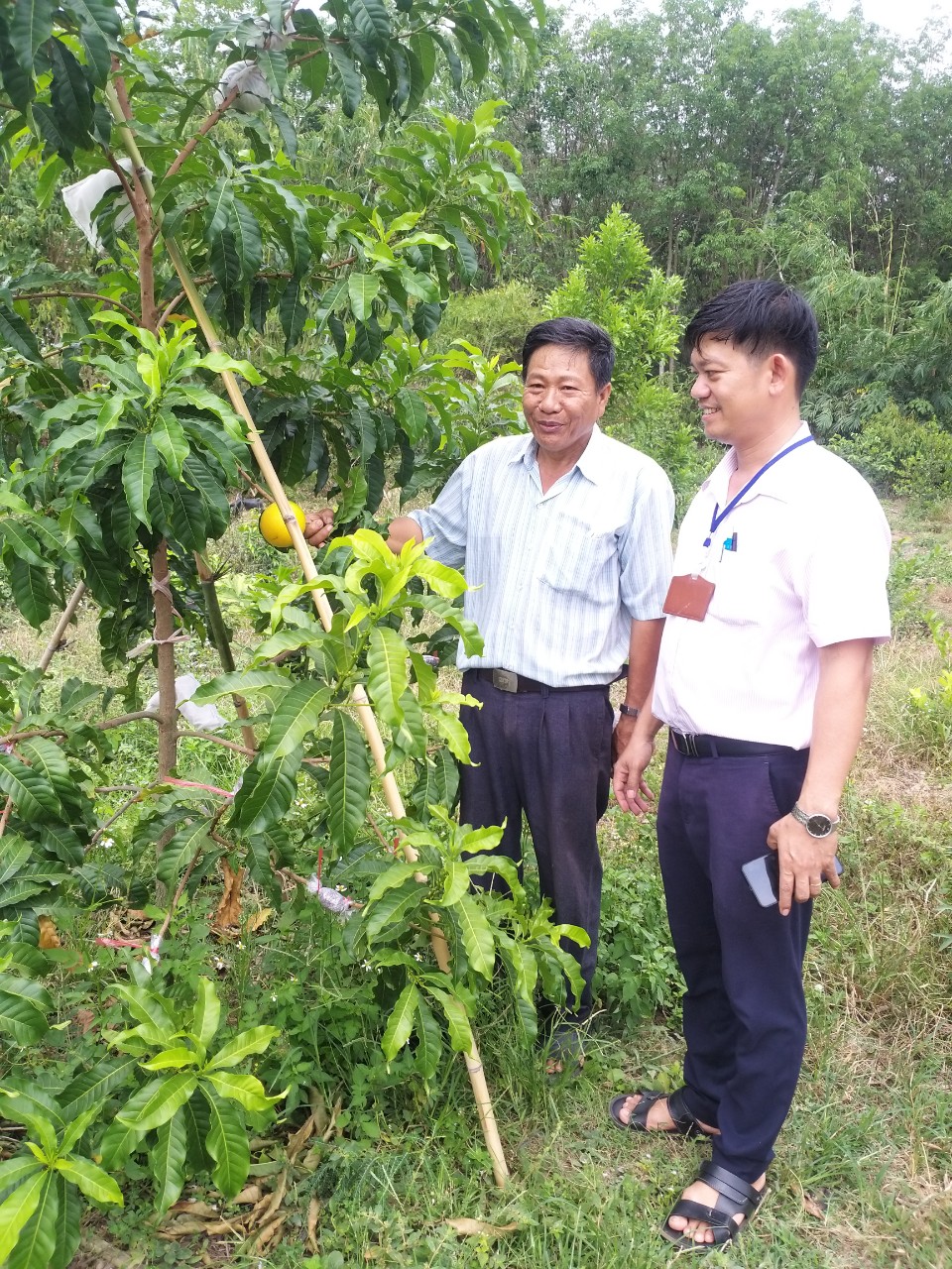 Cán bộ tín dụng NHCSXH huyện Đồng Phú thăm mô hình trồng vú sữa hoàng kim của gia đình ông Nguyễn Văn Ga