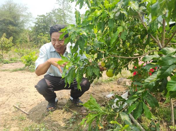 Ông Nguyễn Văn Ga tại ấp Đồng Bia, xã Tân Lợi bên vườn cây vú sữa Hoàng Kim của gia đình