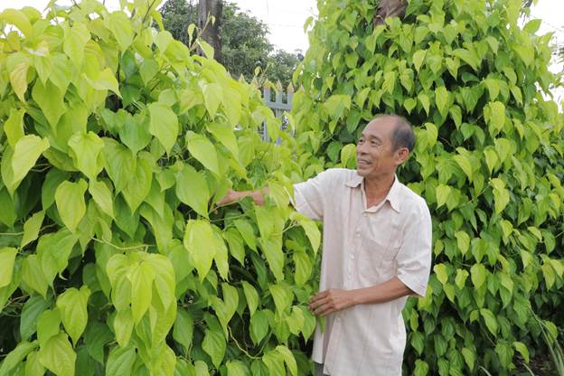 Mô hình kinh tế trồng trầu không bán lá của ông Lê Tuấn Anh – nông dân sản xuất kinh doanh giỏi phường Tân Bình