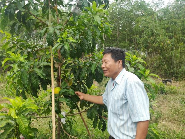 Ông Nguyễn Văn Ga xã Tân Lợi bên mô hình trồng Vú sữa Hoàng Kim cho giá trị kinh tế cao