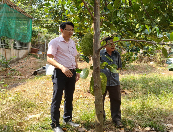 Mô hình trồng mít thái cho thu nhập cao tại ấp Tân Phú, xã Thuận Phú