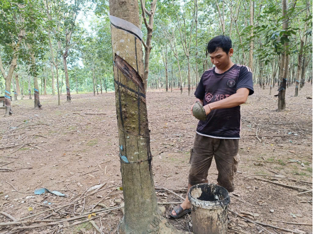 Nguồn vốn tín dụng chính sách giúp hàng ngàn hộ gia đình trên địa bàn huyện Đồng Phú chuyển đổi cây trồng, vật nuôi